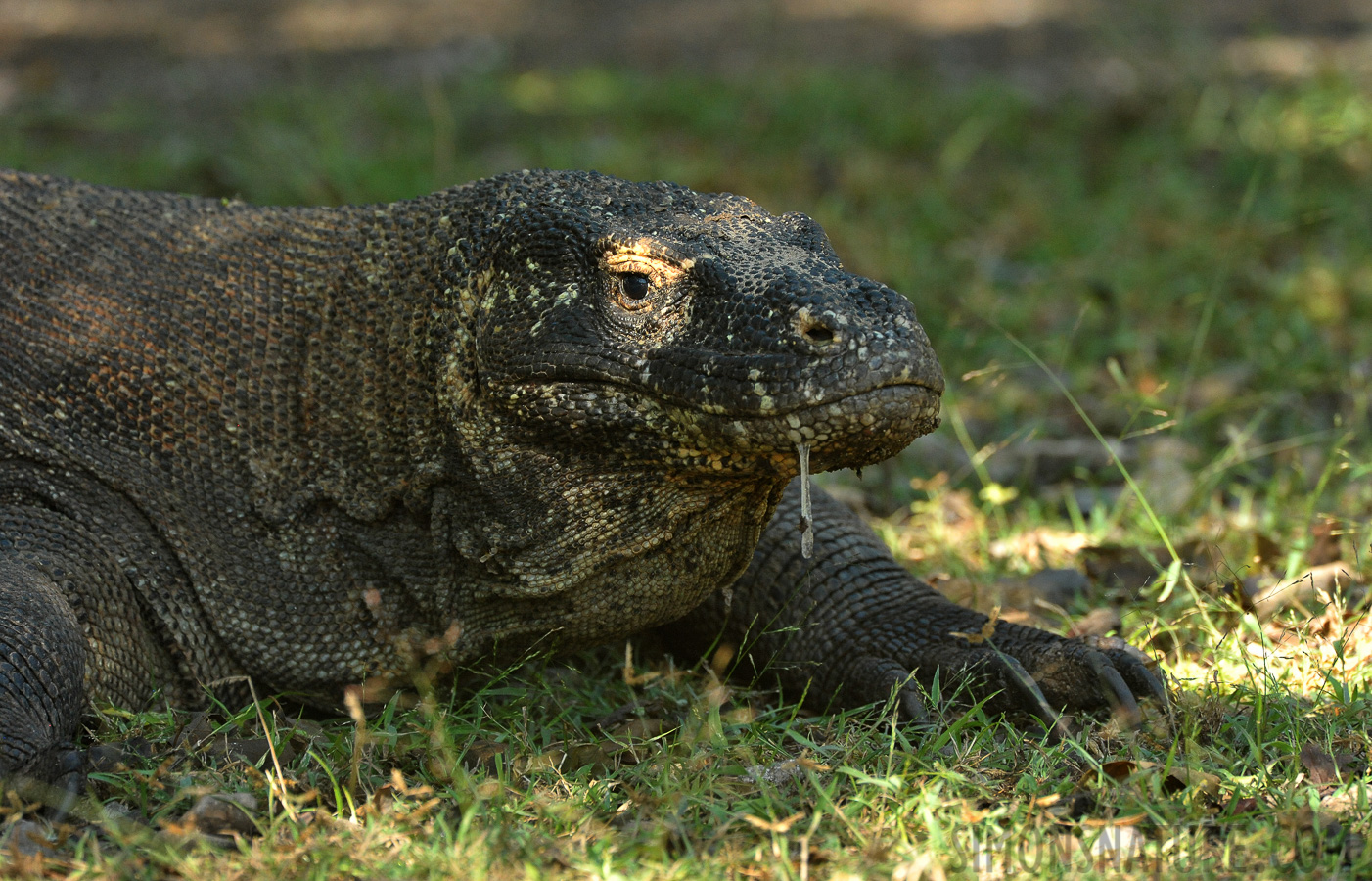 Varanus komodoensis [550 mm, 1/640 sec at f / 8.0, ISO 3200]